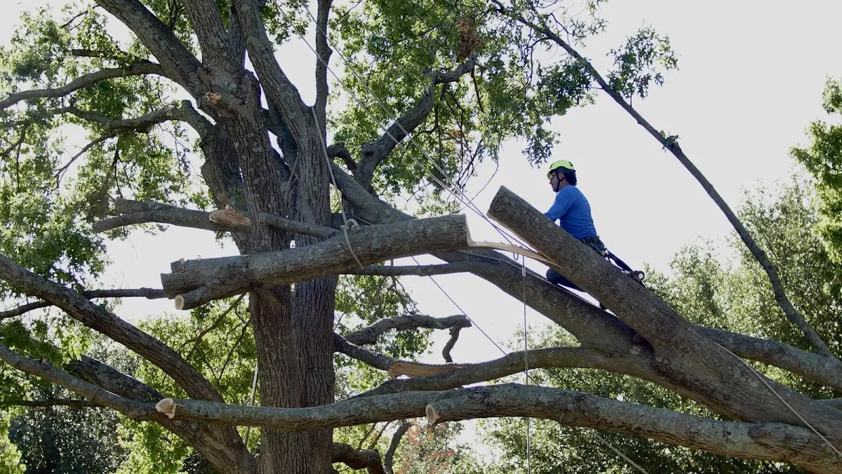 Professional Crown Thinning performed by certified arborists in Wauregan