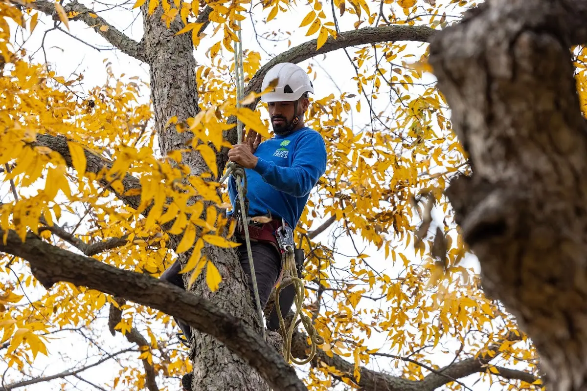 Skilled Dead Tree Removal crew working in Wauregan