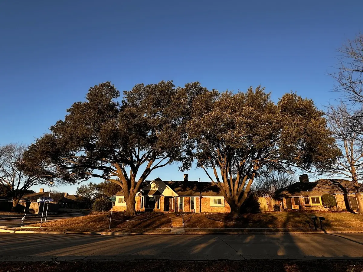 Established residential canopy tree shading a home in Wauregan